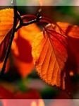 pic for Autumn Leaves